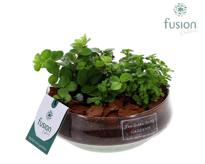 <h4>Green Bottle Iris Small met groene planten</h4>