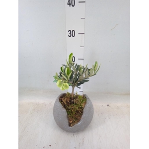 Arr.   Tuinplanten L%