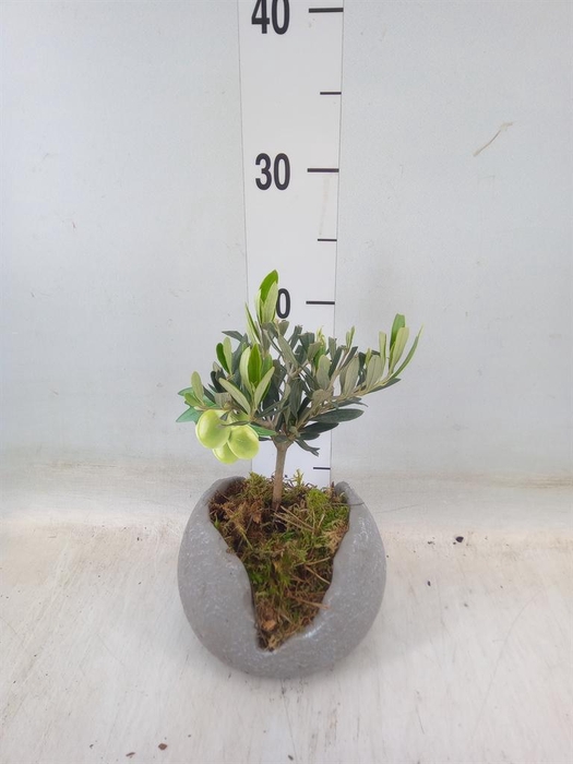 <h4>Arr.   Tuinplanten L%</h4>