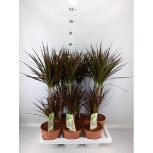 Dracaena marg. 'Magenta'