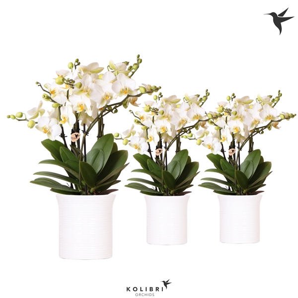 <h4>Kolibri Orchids Phalaenopsis Lausanne 6 spike in Furrow white</h4>