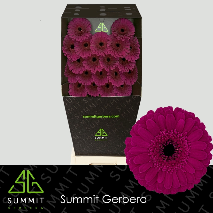 <h4>Germini Rhapsody Diamond</h4>