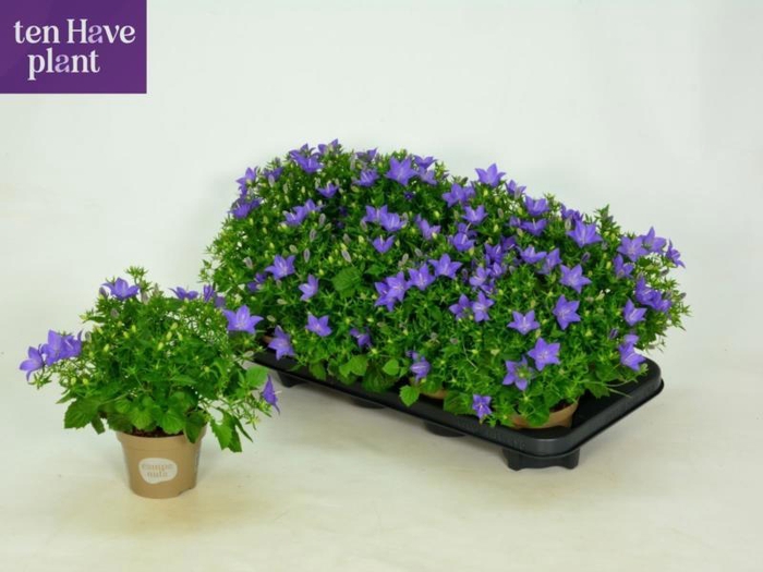 <h4>CAMP IS NAPOLI</h4>