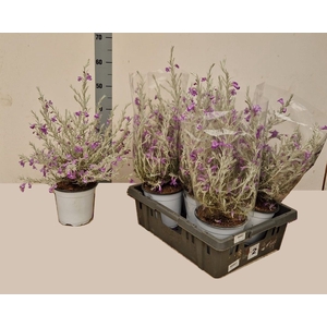 EREMOPHILA NIVEA