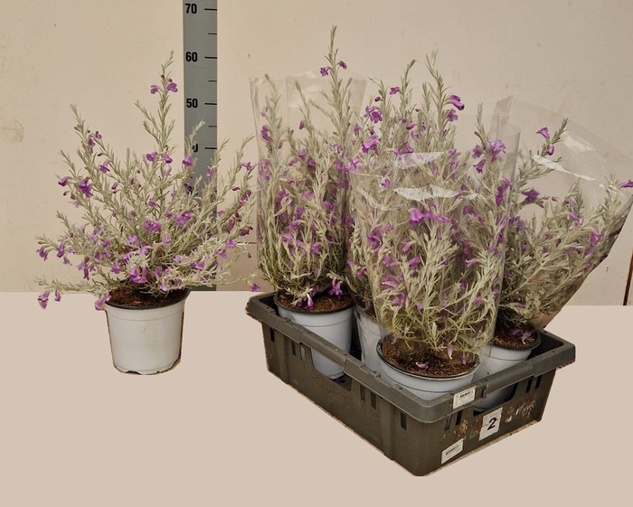 <h4>EREMOPHILA NIVEA</h4>