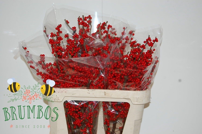 <h4>ILEX MAG CRIMSON</h4>