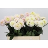 Dahlia White Isa
