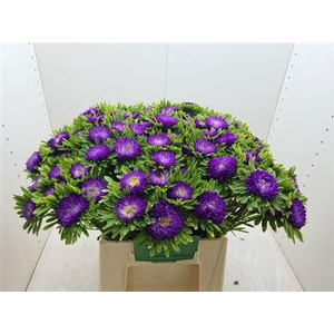 Callis Mats D Blauw