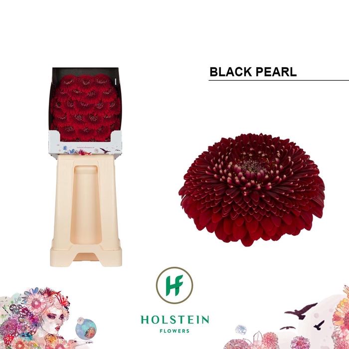 <h4>Ge Bv Pom Blackpearl</h4>