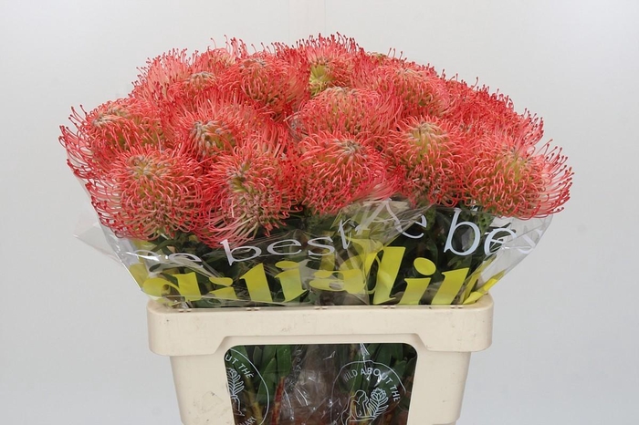 <h4>Nutans Ayoba Pink</h4>