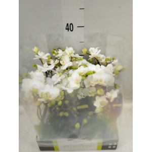 Phalaenopsis multi.   ...white