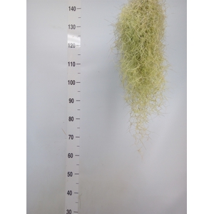 Tillandsia usneoides
