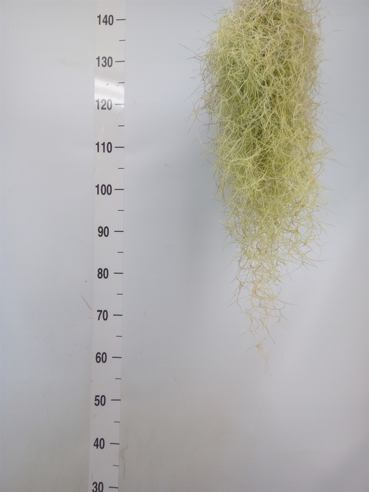 <h4>Tillandsia usneoides</h4>