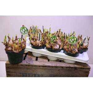 arr8 Leucoj Aestivum