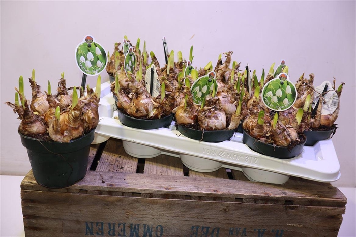 <h4>arr8 Leucoj Aestivum</h4>