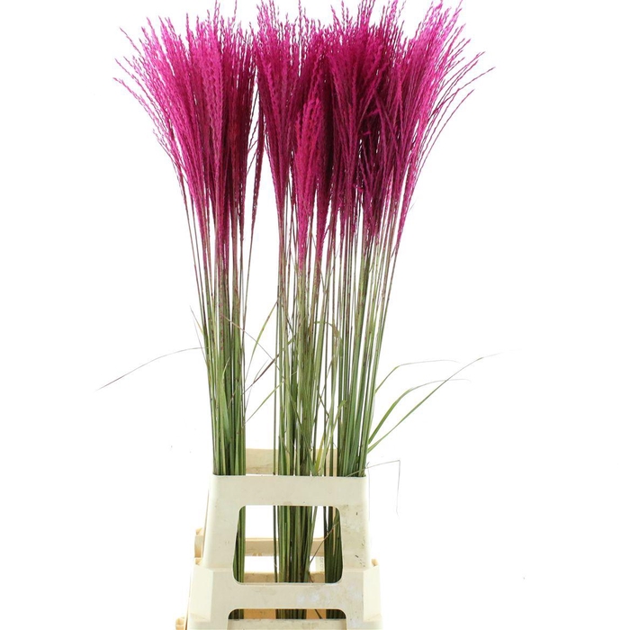 <h4>Miscanthus Cerise</h4>