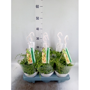 Senecio rowleyanus