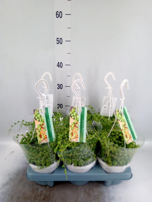 <h4>Senecio rowleyanus</h4>
