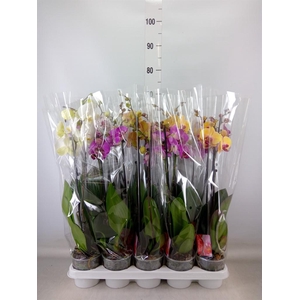 Phalaenopsis   ...mix