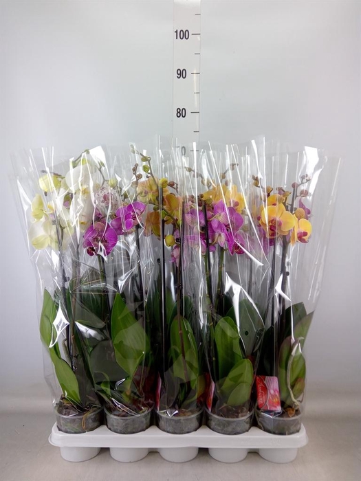 <h4>Phalaenopsis   ...mix</h4>