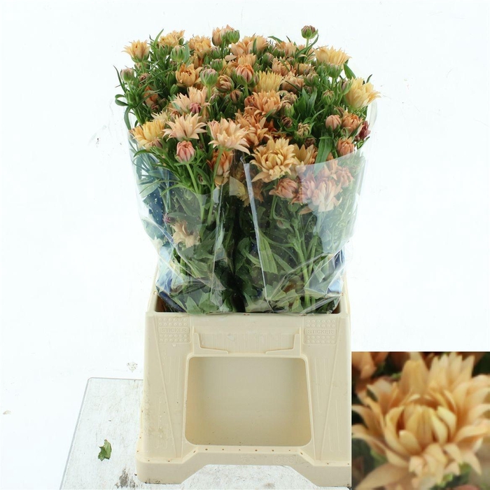 <h4>RANUNCULUS OV</h4>