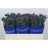 Eryngium Blue Dynamite