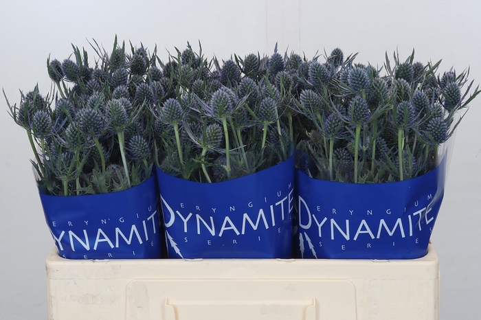 <h4>Eryngium Blue Dynamite</h4>