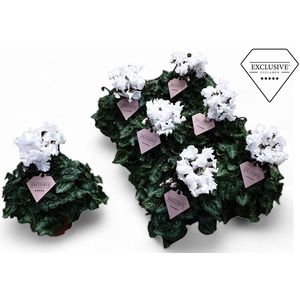 Cyclamen Exclusive® Merengue Wit