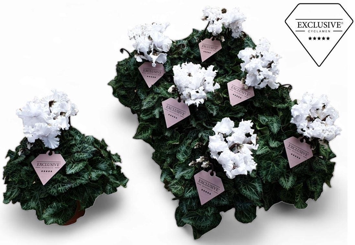 <h4>Cyclamen Exclusive® Merengue Wit</h4>