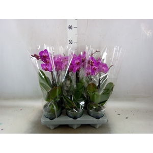 Phalaenopsis multi.   ...lilac