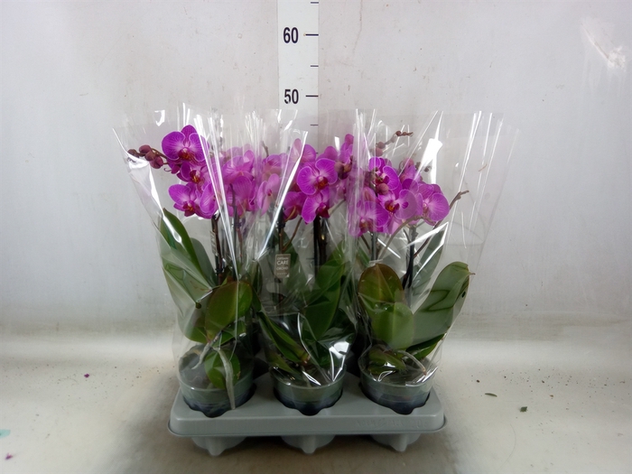 <h4>Phalaenopsis multi.   ...lilac</h4>