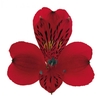 ALSTROEMERIA CHARISMA 080 CM