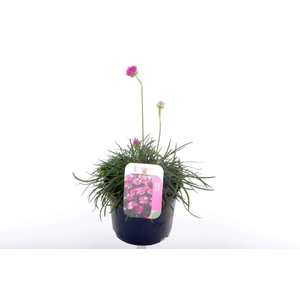 Armeria maritima Splendens