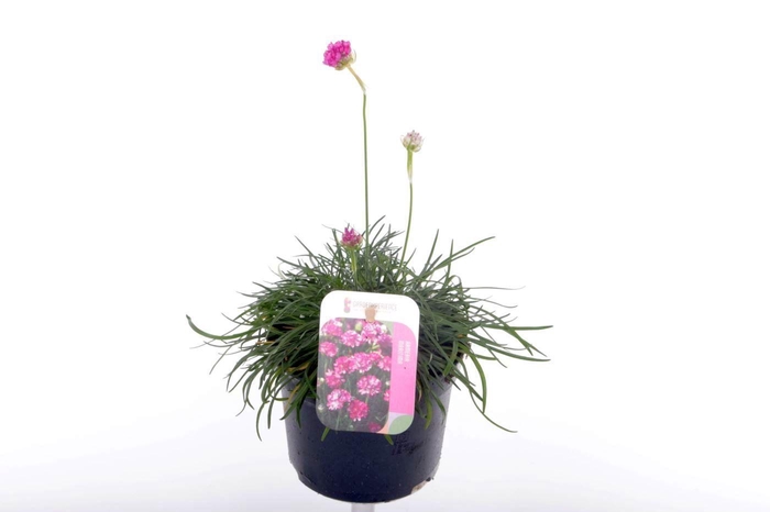 <h4>Armeria maritima Splendens</h4>