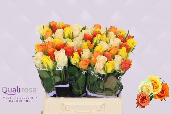 <h4>R GR MIX BUTTERCUP</h4>