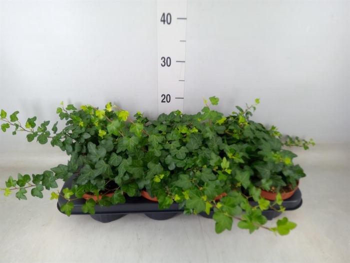 <h4>Hedera helix 'Wonder'</h4>