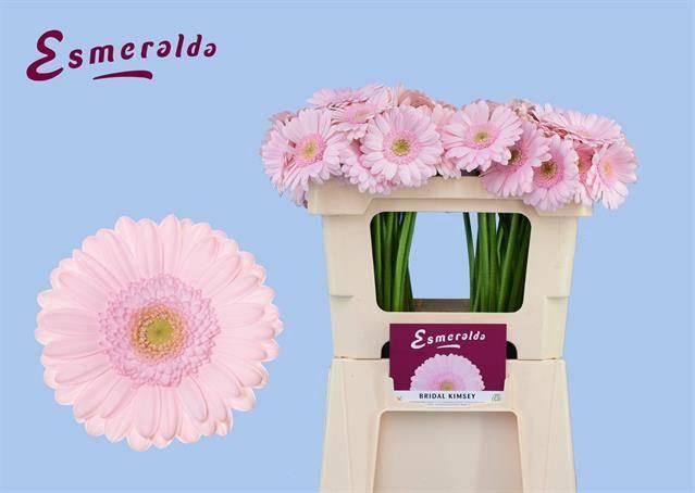 <h4>GE MI BRIDAL KIMSEY</h4>