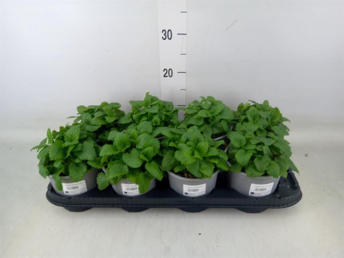 <h4>Melissa officinalis</h4>