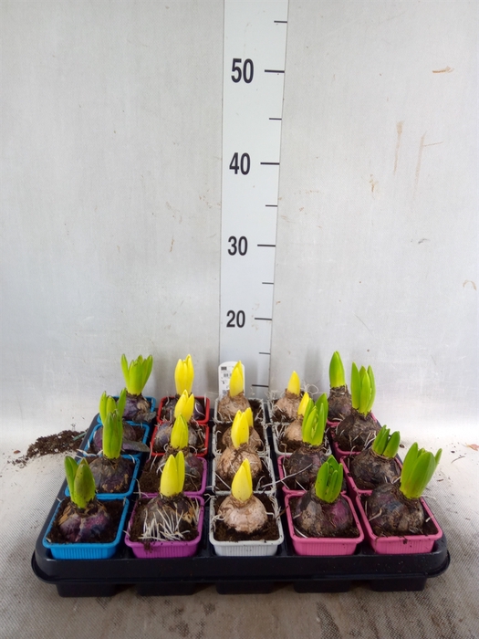 <h4>Hyacinthus orie.   ...mix</h4>