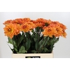 Dahlia Dr Phil