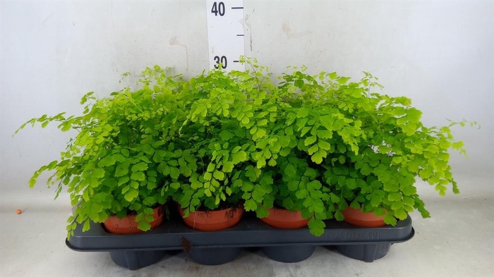 <h4>Adiantum raddi. 'Fragrans'</h4>