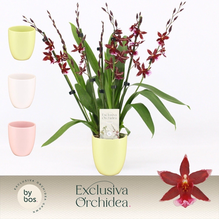 <h4>Barrocco Red, 7+ spike in Lotte 'Exclusiva Orchidea'</h4>