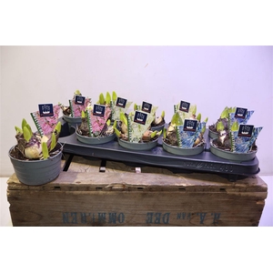 Hyacin Mult Gem 3 Kl