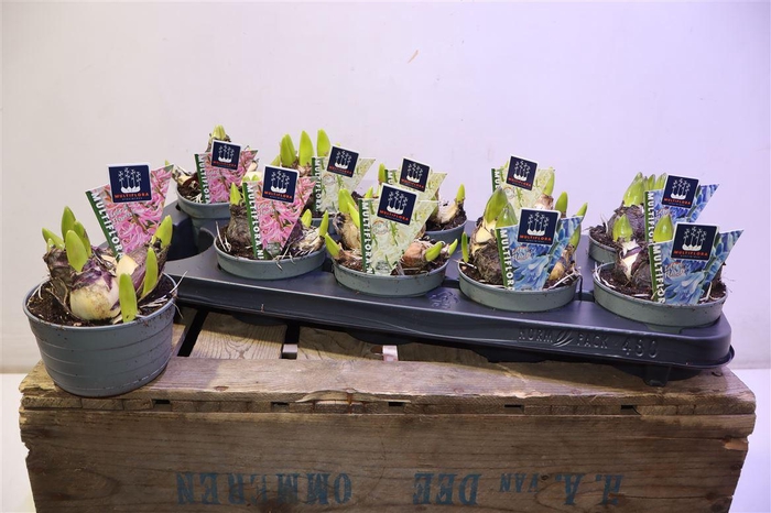 <h4>Hyacin Mult Gem 3 Kl</h4>