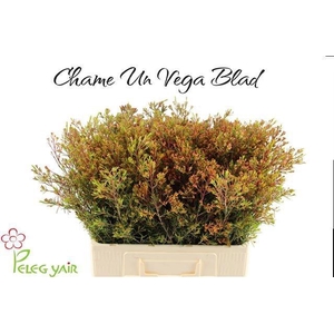 CHAME UN VEGA BLAD