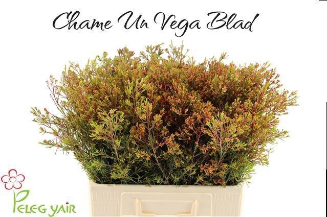 <h4>CHAME UN VEGA BLAD</h4>