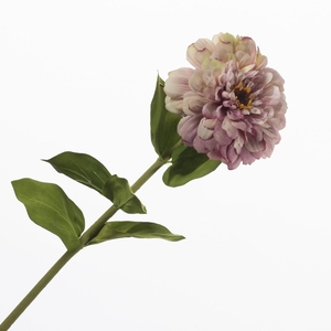 Zinnia Lavender FL440374LAV