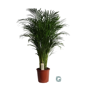 Dypsis lutescens   ...Chrysalidoca