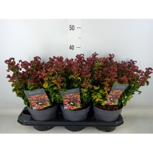 Leucothoe axillaris 'Curly Red'