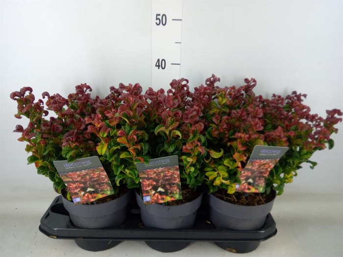 <h4>Leucothoe axillaris 'Curly Red'</h4>